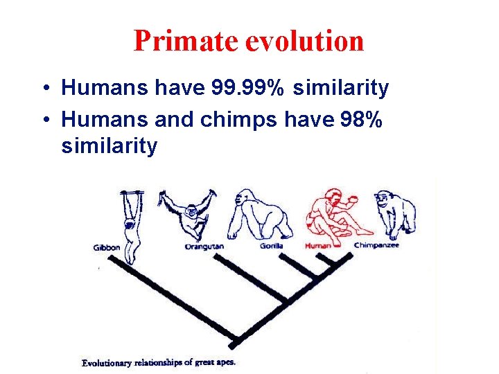 Primate evolution • Humans have 99. 99% similarity • Humans and chimps have 98%