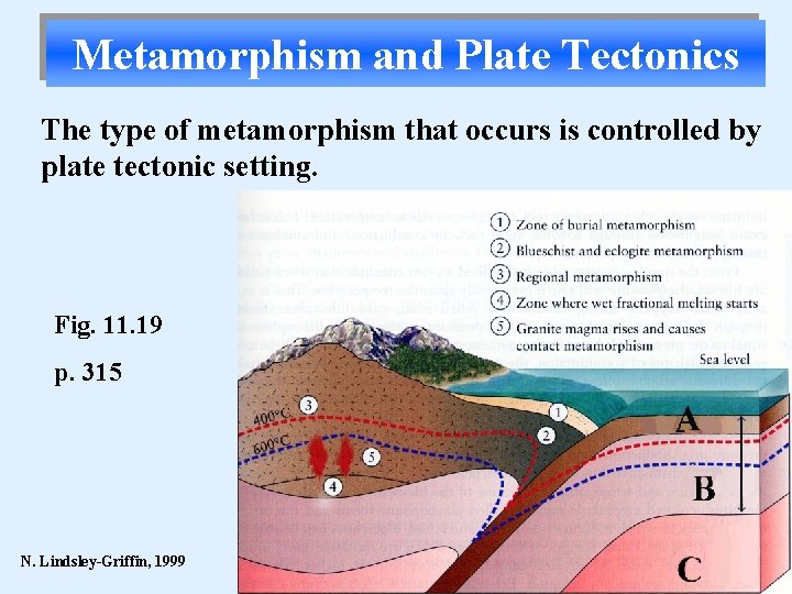 Metamorphism and Plate Tectonics The type of metamorphism that occurs is controlled by plate