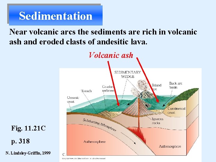 Sedimentation Near volcanic arcs the sediments are rich in volcanic ash and eroded clasts