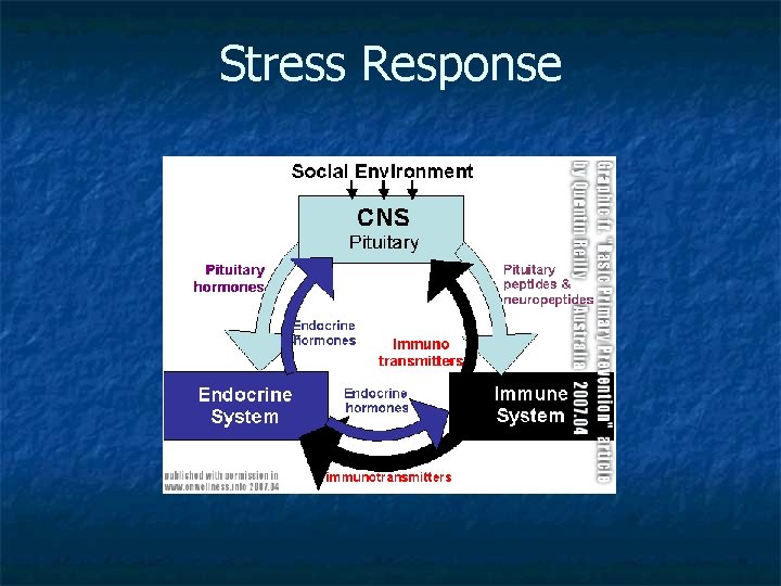 Stress Response 