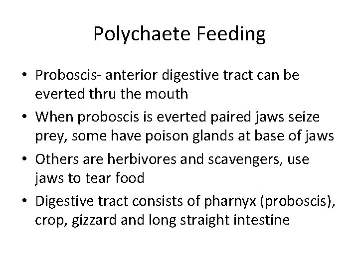 Polychaete Feeding • Proboscis- anterior digestive tract can be everted thru the mouth •