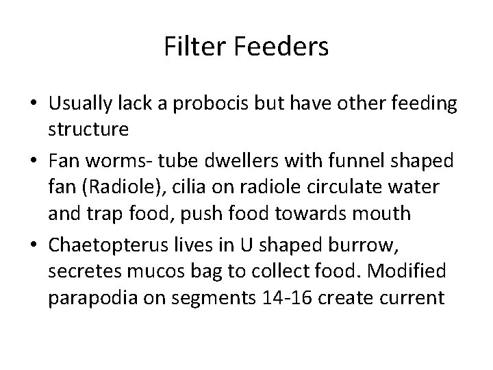 Filter Feeders • Usually lack a probocis but have other feeding structure • Fan