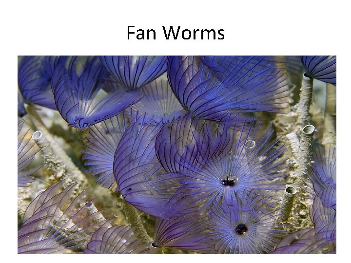 Fan Worms 
