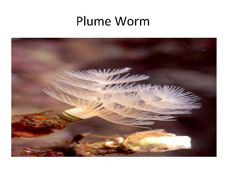 Plume Worm 