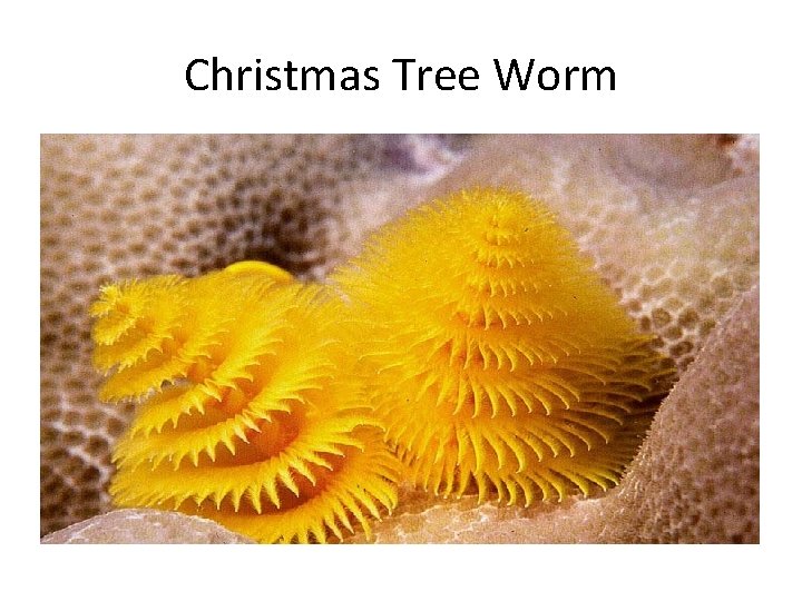 Christmas Tree Worm 