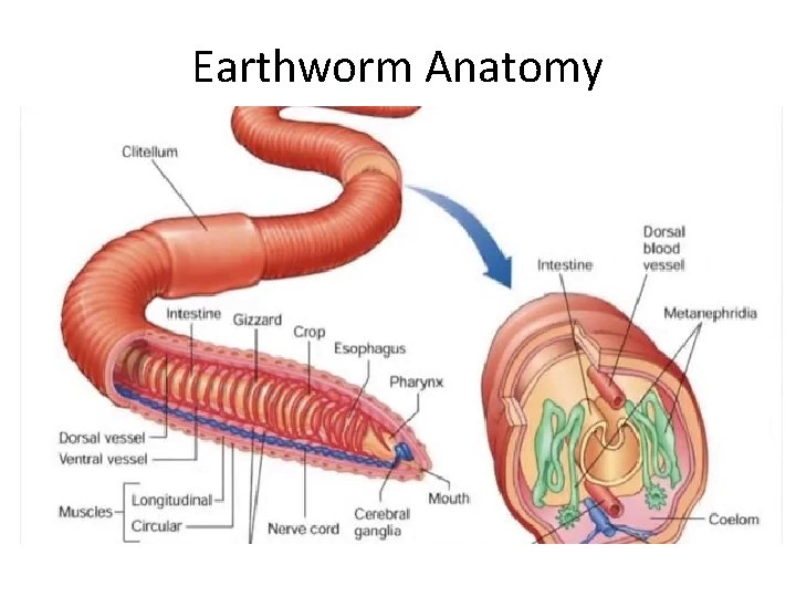 Earthworm Anatomy 