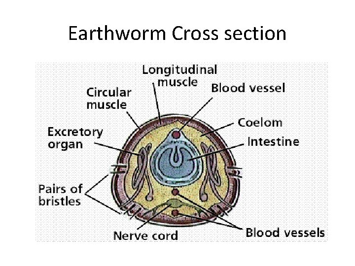 Earthworm Cross section 