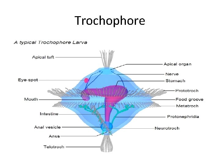 Trochophore 