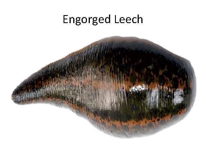 Engorged Leech 