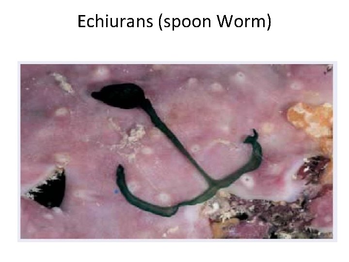 Echiurans (spoon Worm) 