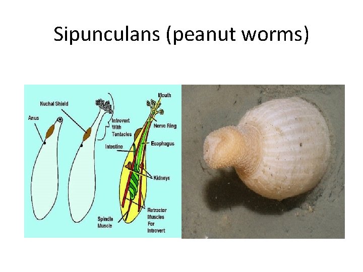 Sipunculans (peanut worms) 