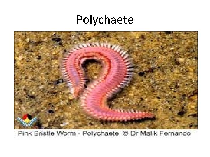 Polychaete 