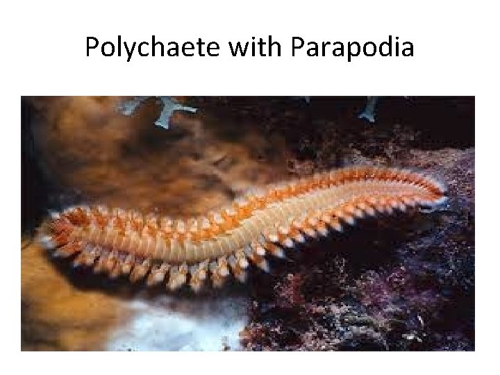 Polychaete with Parapodia 