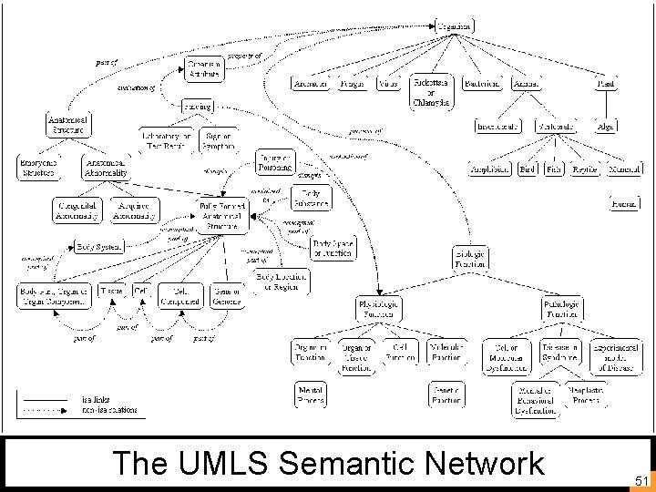 The UMLS Semantic Network 51 