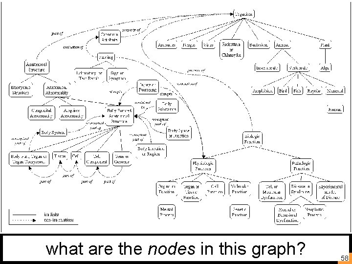 what are the nodes in this graph? 58 