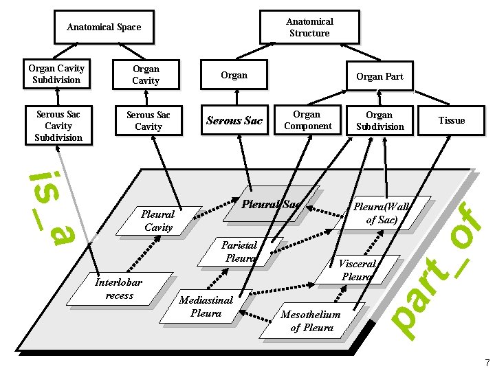 Anatomical Structure Organ Cavity Subdivision Organ Cavity Organ Serous Sac Cavity Subdivision Serous Sac