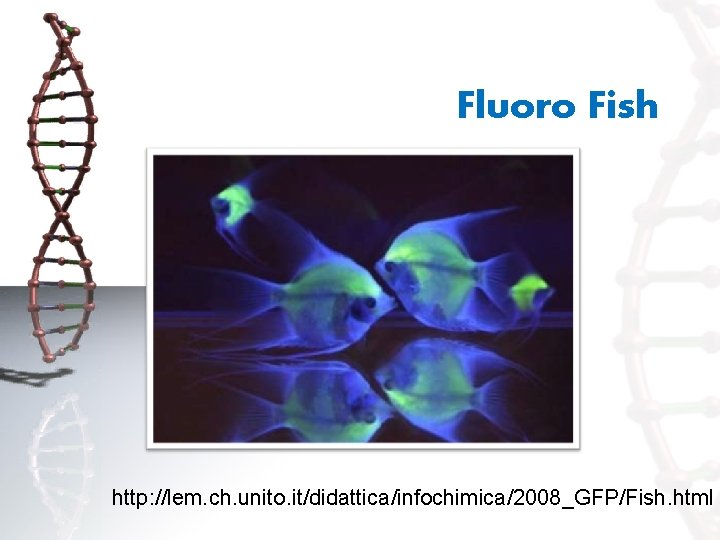 Fluoro Fish http: //lem. ch. unito. it/didattica/infochimica/2008_GFP/Fish. html 