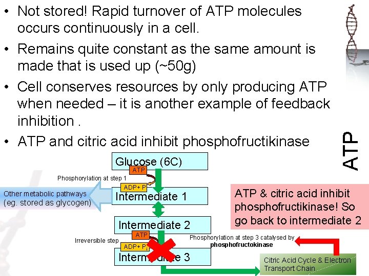 Glucose (6 C) ATP • Not stored! Rapid turnover of ATP molecules occurs continuously