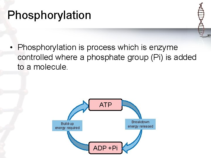 Phosphorylation • Phosphorylation is process which is enzyme controlled where a phosphate group (Pi)