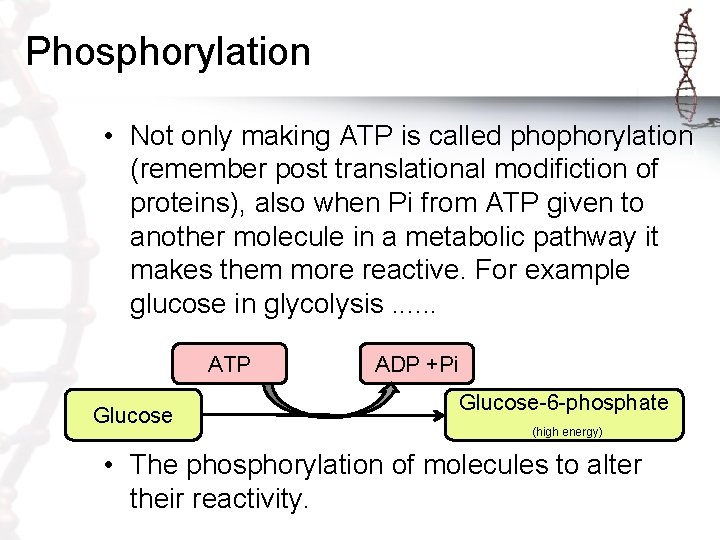 Phosphorylation • Not only making ATP is called phophorylation (remember post translational modifiction of