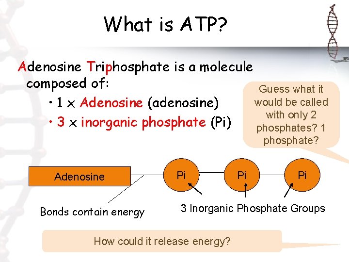 What is ATP? Adenosine Triphosphate is a molecule composed of: Guess what it would