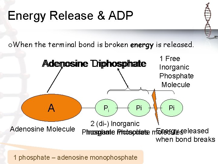 Energy Release & ADP ¡When the terminal bond is broken energy is released. Adenosine