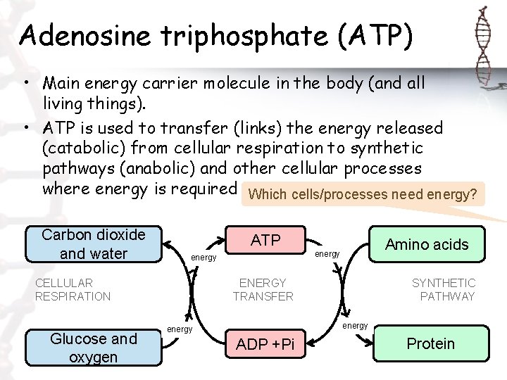 Adenosine triphosphate (ATP) • Main energy carrier molecule in the body (and all living