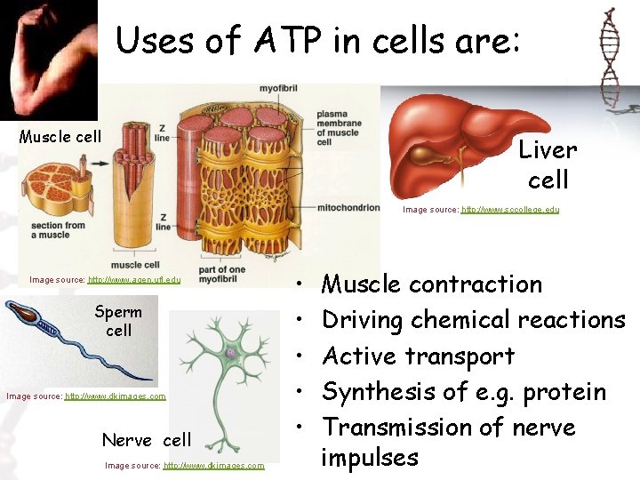 Uses of ATP in cells are: Muscle cell Liver cell Image source: http: //www.