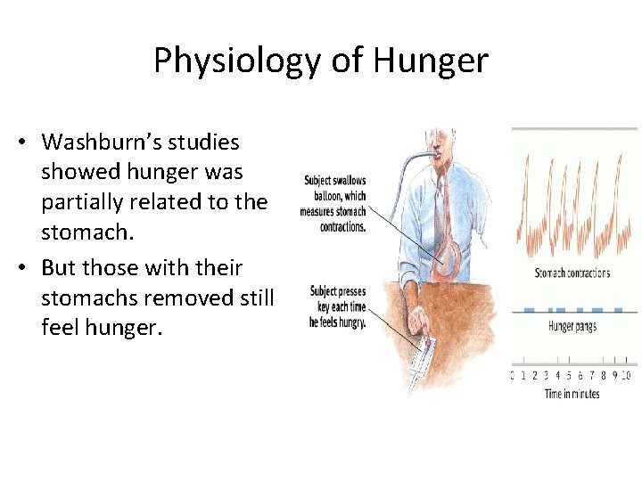 Physiology of Hunger • Washburn’s studies showed hunger was partially related to the stomach.