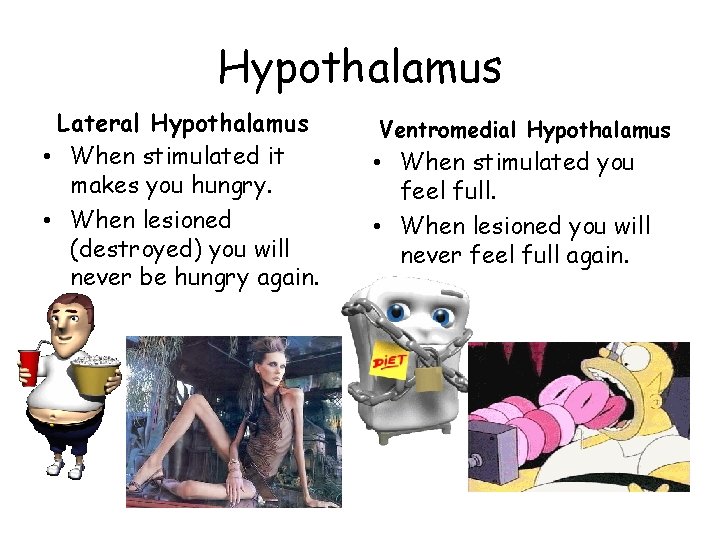 Hypothalamus Lateral Hypothalamus • When stimulated it makes you hungry. • When lesioned (destroyed)