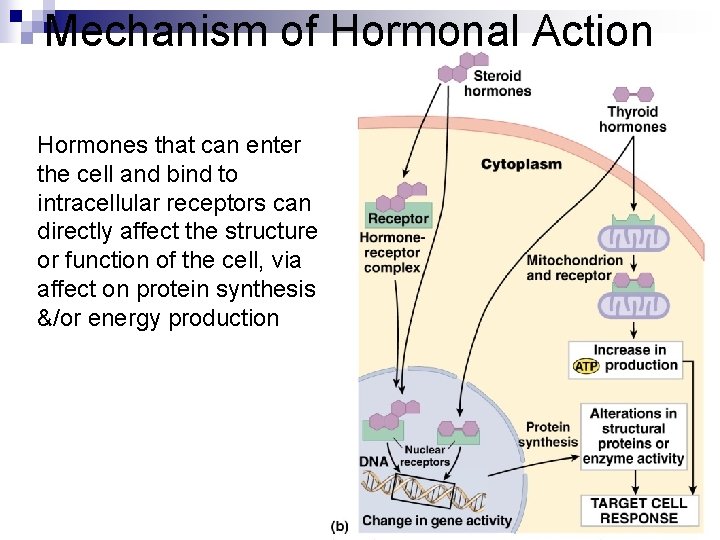 Mechanism of Hormonal Action Hormones that can enter the cell and bind to intracellular