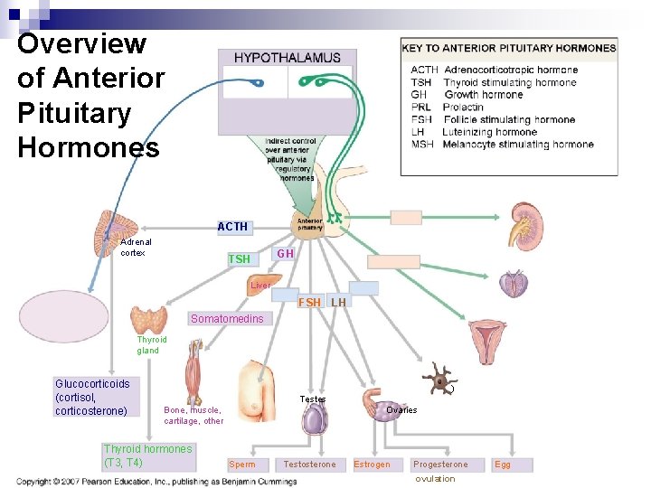 Overview of Anterior Pituitary Hormones ACTH Adrenal cortex GH TSH Liver FSH LH Somatomedins