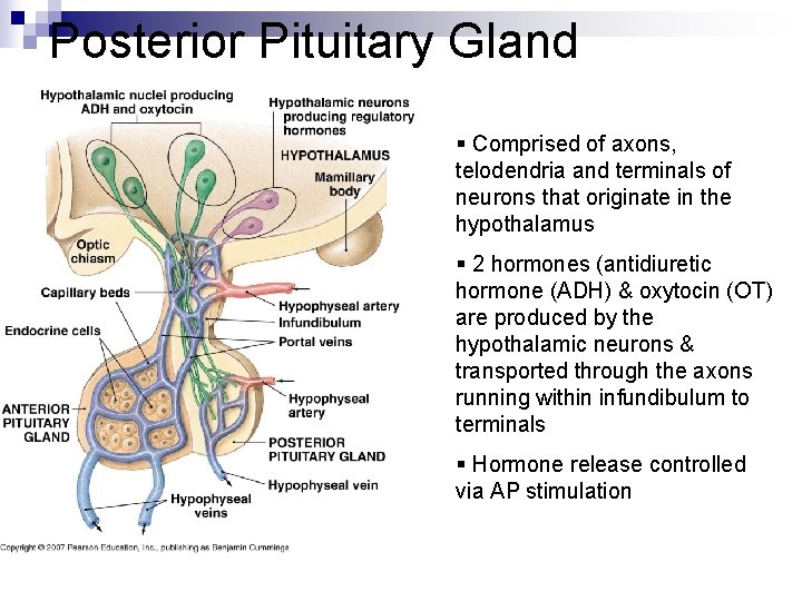 Posterior Pituitary Gland § Comprised of axons, telodendria and terminals of neurons that originate