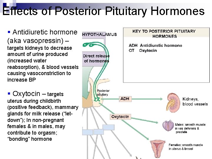Effects of Posterior Pituitary Hormones § Antidiuretic hormone (aka vasopressin) – targets kidneys to