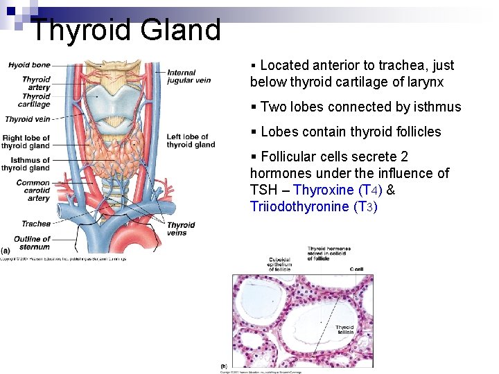 Thyroid Gland § Located anterior to trachea, just below thyroid cartilage of larynx §