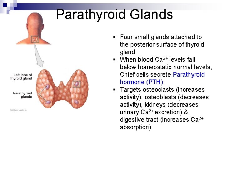 Parathyroid Glands § Four small glands attached to the posterior surface of thyroid gland