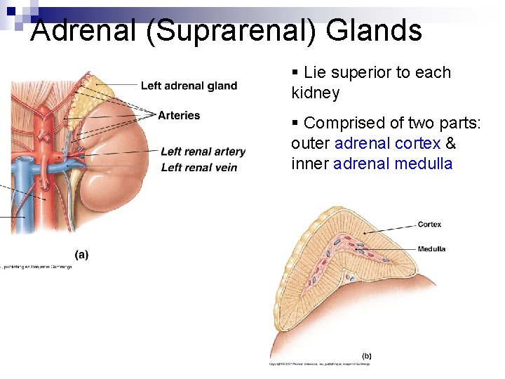 Adrenal (Suprarenal) Glands § Lie superior to each kidney § Comprised of two parts: