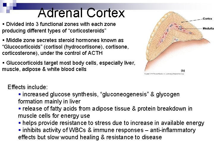 Adrenal Cortex § Divided into 3 functional zones with each zone producing different types