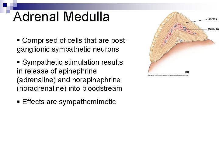 Adrenal Medulla § Comprised of cells that are postganglionic sympathetic neurons § Sympathetic stimulation