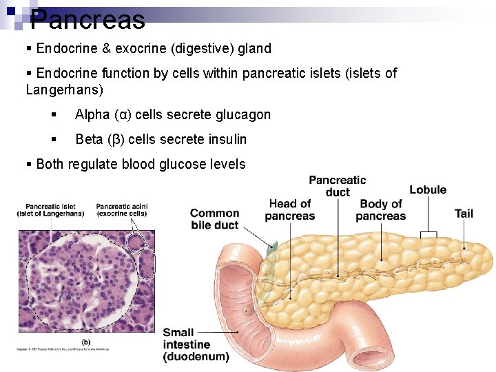 Pancreas § Endocrine & exocrine (digestive) gland § Endocrine function by cells within pancreatic