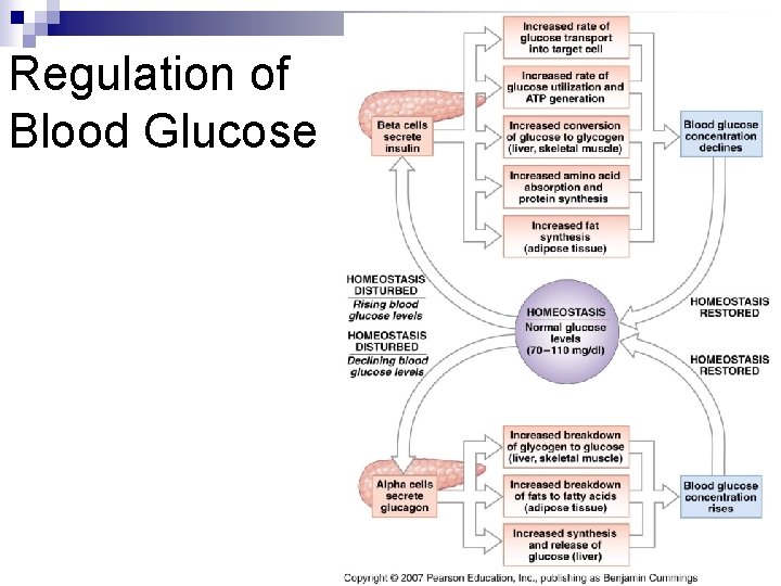 Regulation of Blood Glucose 