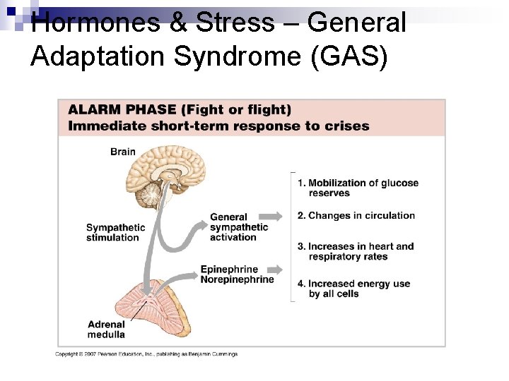 Hormones & Stress – General Adaptation Syndrome (GAS) 