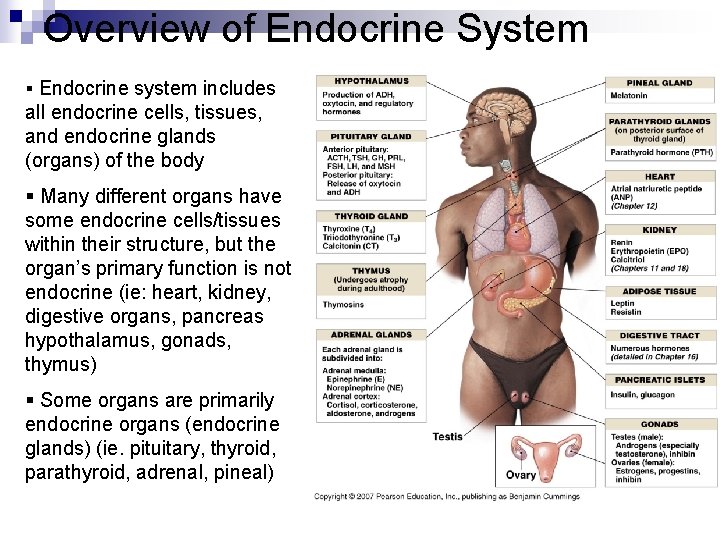 Overview of Endocrine System § Endocrine system includes all endocrine cells, tissues, and endocrine