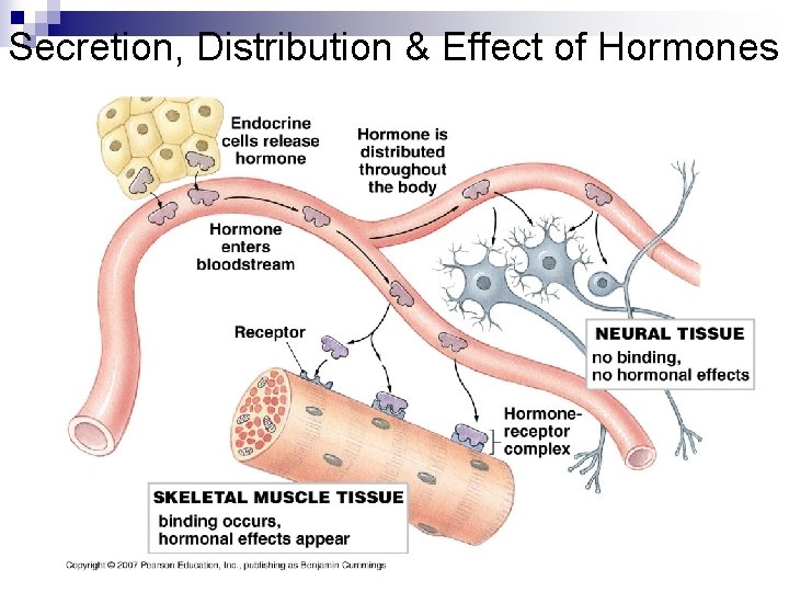 Secretion, Distribution & Effect of Hormones 