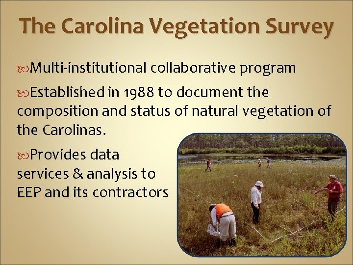 The Carolina Vegetation Survey Multi-institutional collaborative program Established in 1988 to document the composition