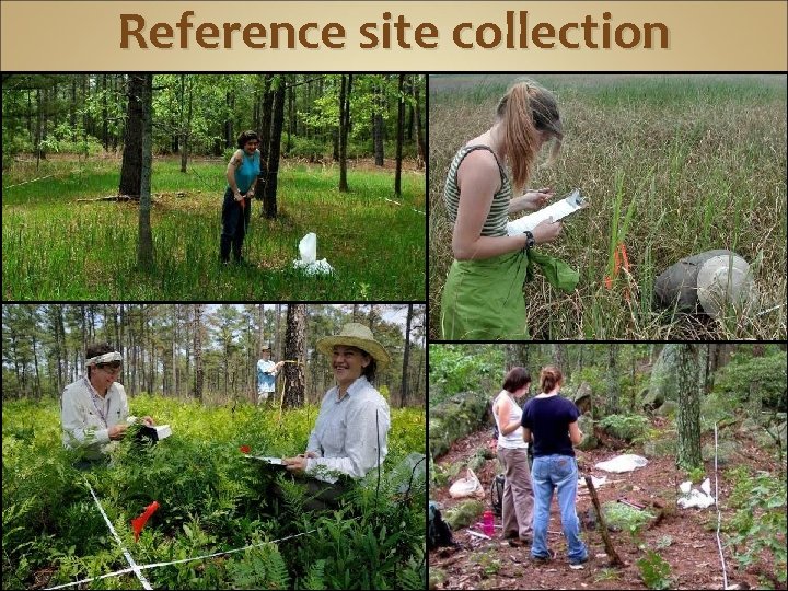Reference site collection 