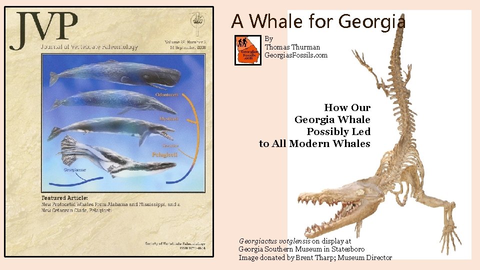 A Whale for Georgia By Thomas Thurman Georgias. Fossils. com How Our Georgia Whale