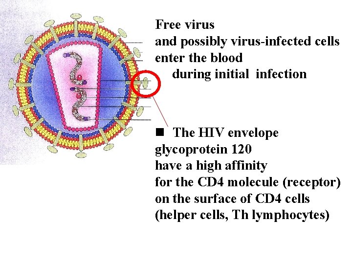 Free virus Virion structure and possibly virus-infected cells enter the blood during initial infection.