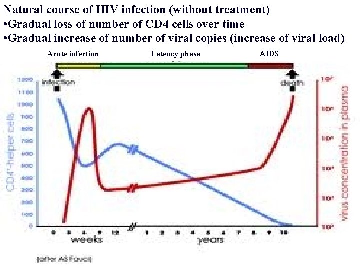Natural course of HIV infection (without treatment) • Gradual loss of number of CD