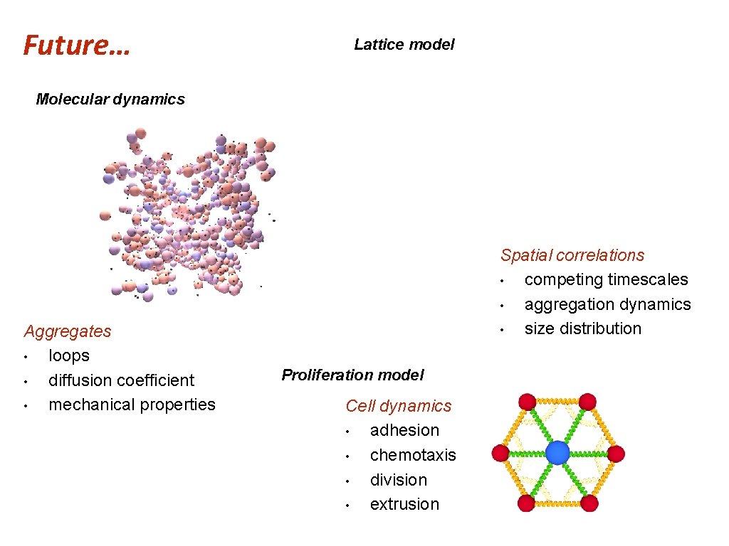 Future… Lattice model Molecular dynamics Aggregates • loops • diffusion coefficient • mechanical properties
